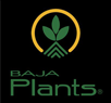Baja Plants